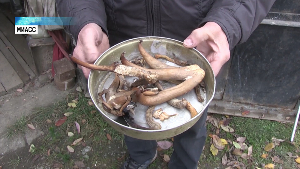 В гараже миассца выросли необычные грибы