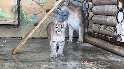 Детёныш пумы подал голос