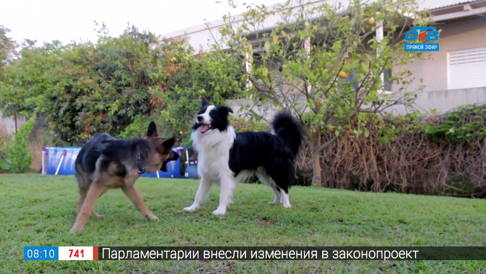 Пушистое утро — клещи