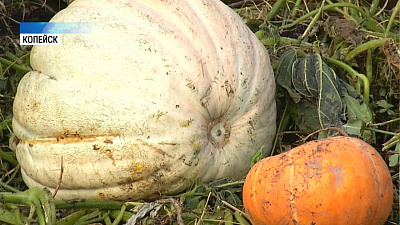 Копейчанин вырастил 28-килограммовую тыкву