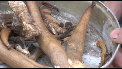 Странные грибы выросли в гараже миасца