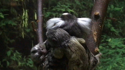 Новорожденные малыши обезьянок игрунок попали на видео в Челябинском зоопарке