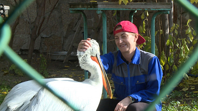 В челябинском зоопарке пеликан стал другом и защитником сотрудницы зверинца