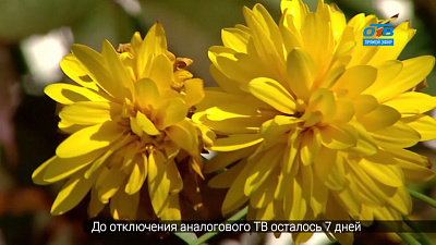 Садовые истории — рудбекия