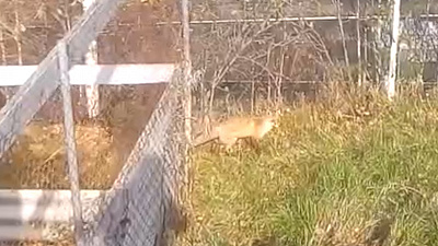 В Златоусте дикая лисица вышла к людям в поисках еды