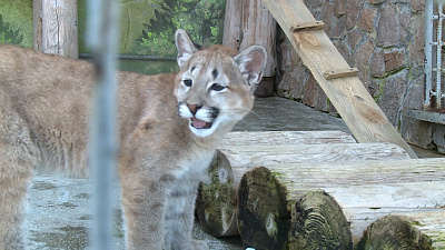 Видео из челябинского зоопарка: малыш пумы не любит, когда его гладят