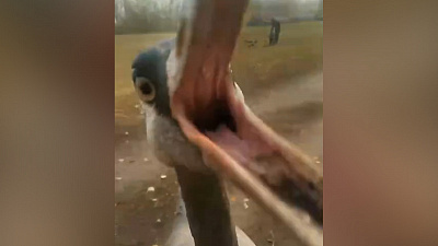 Видео: настоящий журавль гуляет по скверу в поселке Горняк