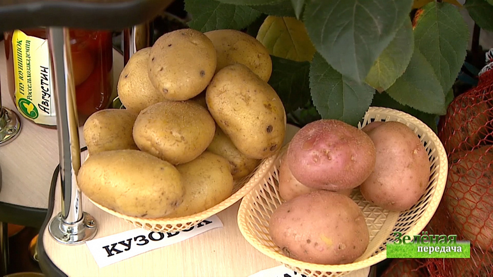 Зеленая передача 10.10.2019