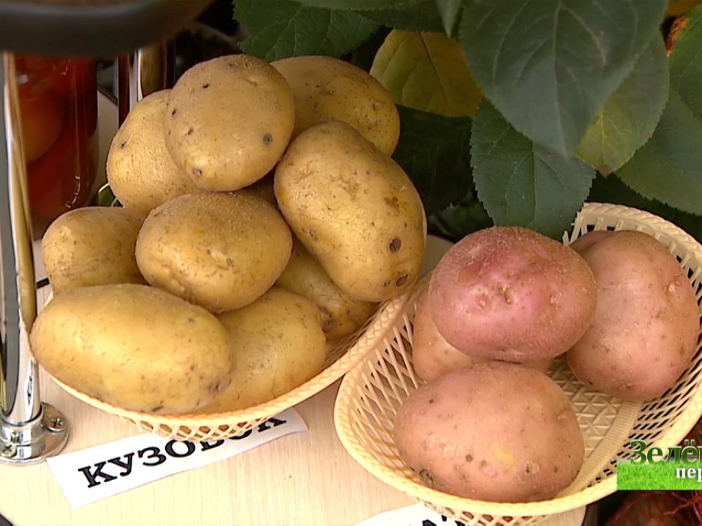 зеленая передача последний выпуск. светлана налетова зеленая передача. зеленая передача за 6. зеленая передача последний выпуск. зеленая передача челябинск.