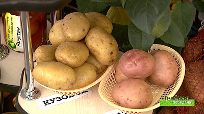 Зеленая передача 10.10.2019