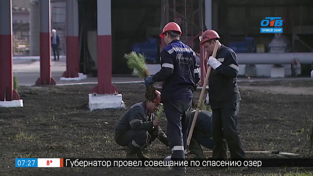 Мечел высаживает елки