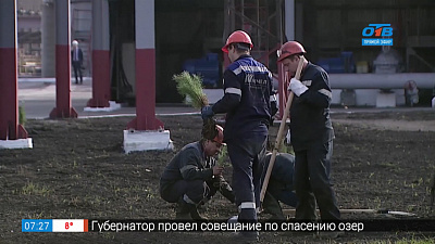 Мечел высаживает елки