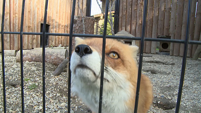 Лисица Милка позирует перед камерами