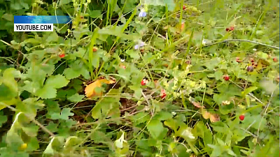 На Таганае цветёт земляника