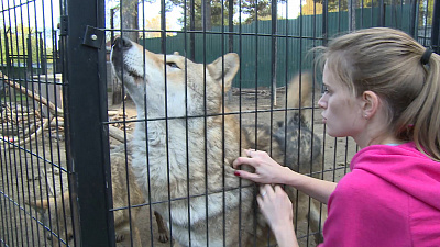 Чесаться или кусаться? Видео с волками из челябинского зоопарка