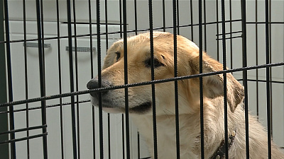 Спасенная из гудрона собака полностью здорова и ищет хозяина