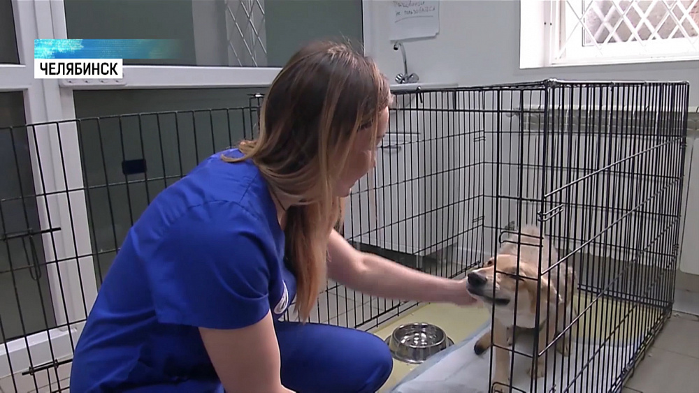 «Гудронная собака» ищет дом