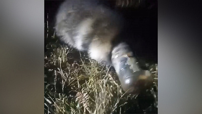 «Не спасается!»: енот застрял головой в пластиковой банке