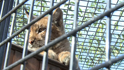 Ленивый рысенок греется на солнышке