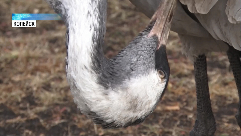 В Горняке на стадионе ежедневно гуляет журавль