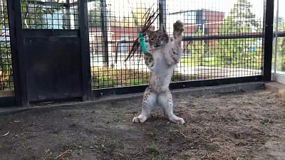 Рысенок Персей побеждает веник