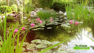 Зеленая передача 17.10.2019