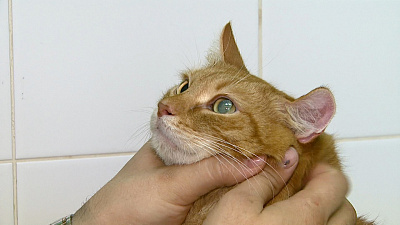 Спасённые от эвтаназии. Ветеринар дарит питомцам новую жизнь