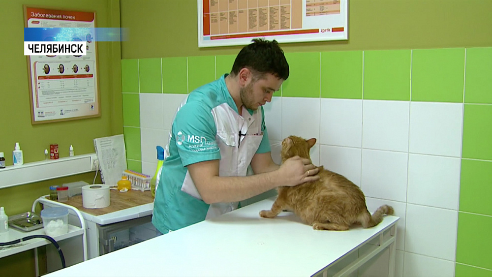 Челябинский ветеринар лечит животных «отказников»