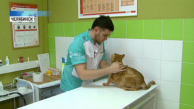 Челябинский ветеринар лечит животных «отказников»