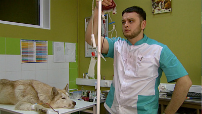 Челябинского ветеринара обвиняют в нарушение закона