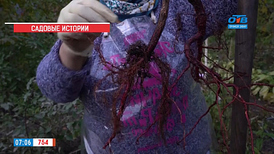 Садовые истории — как сохранить саженцы до весны