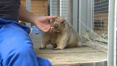 Массаж для сурка Сони