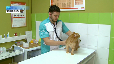 Зоозащитница забрала заявление на челябинского ветеринара