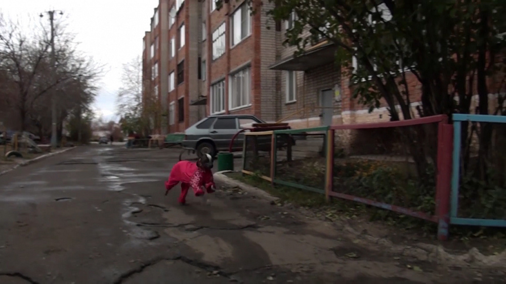 В Троицке гостит собака породы Ксолоитцкуинтли