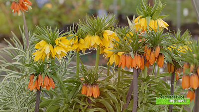 Зеленая передача 24.10.2019