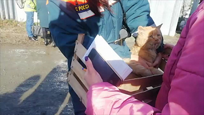 Кот, который выжил