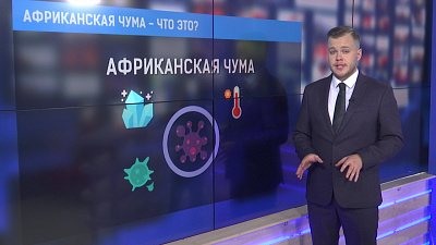 Африканская чума — что это?