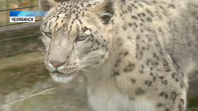 Снежный барс из зоопарка три года ищет себе невесту