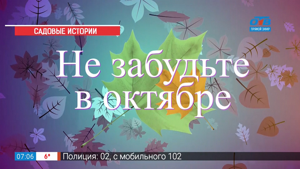 Садовые истории — что нужно сделать в октябре