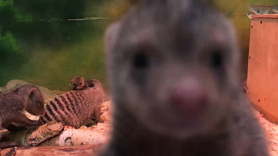 Месячные мангусты играют со старшим братом