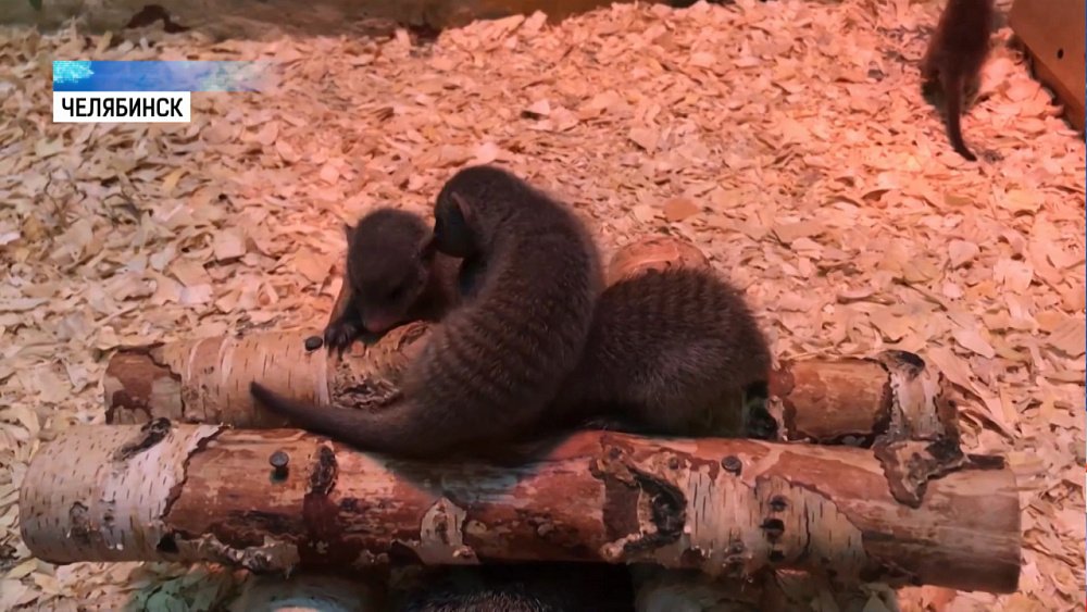В Челябинском зоопарке пополнение в семье мангустов