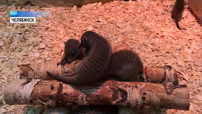 В Челябинском зоопарке пополнение в семье мангустов