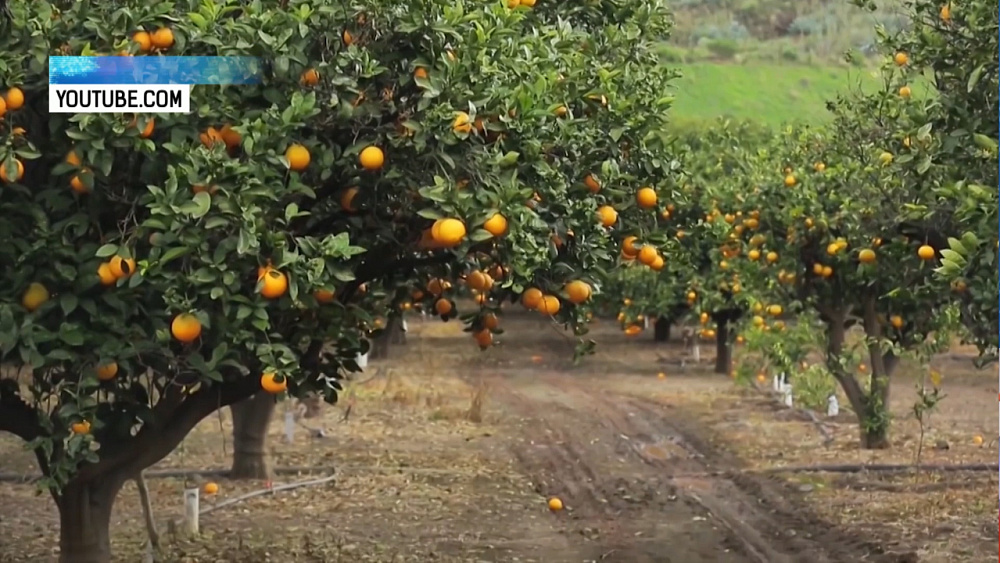 Кубинские аграрии купят челябинские прицепы