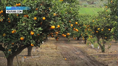 Кубинские аграрии купят челябинские прицепы