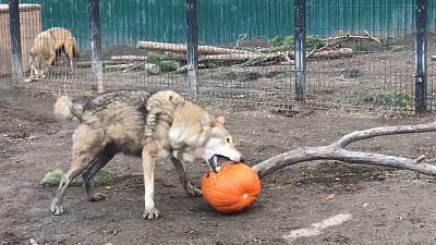 Что скрывает тыква: челябинский зоопарк удивляет животных и посетителей