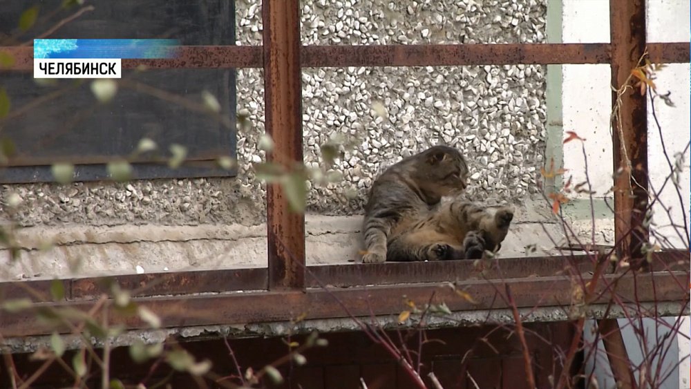 Жители воюют с ТСЖ за бездомных котов