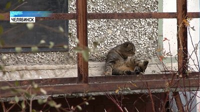 Жители воюют с ТСЖ за бездомных котов