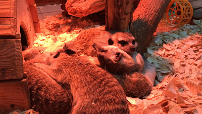 Сладкий сон семейства сурикатов