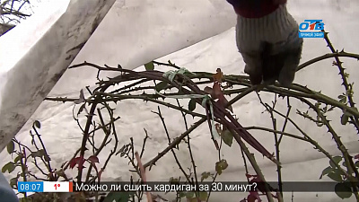 Садовые истории — укрытие роз на зиму