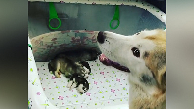 Что снится щенкам хаски?